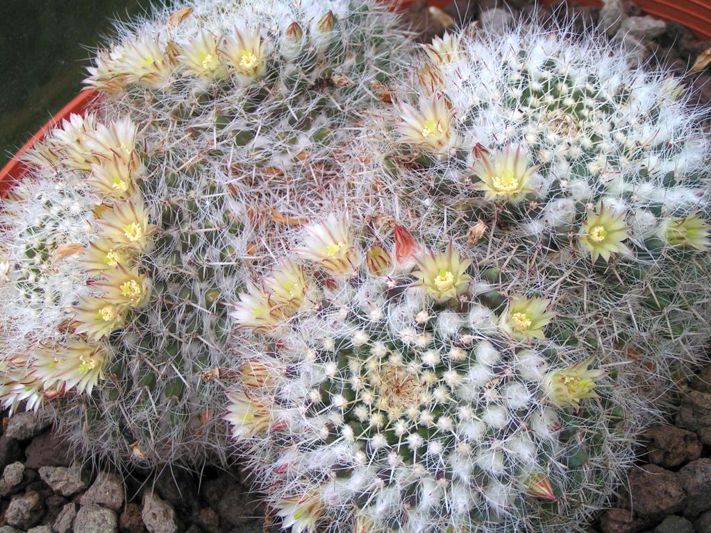 Mammillaria nejapensis